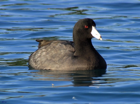 Spomienka na leto...