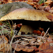 Novembrový