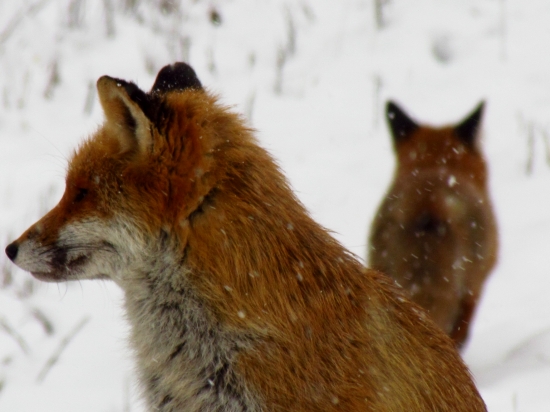 Tak si teda choď...!