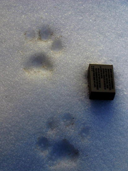 Mačka divá alebo rys ?