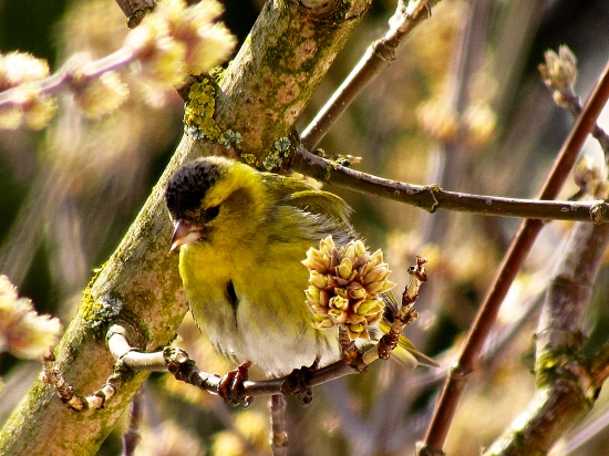 Čížiček, čížiček
