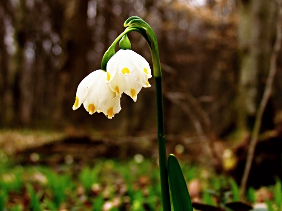 Bleduľa jarná karpatská