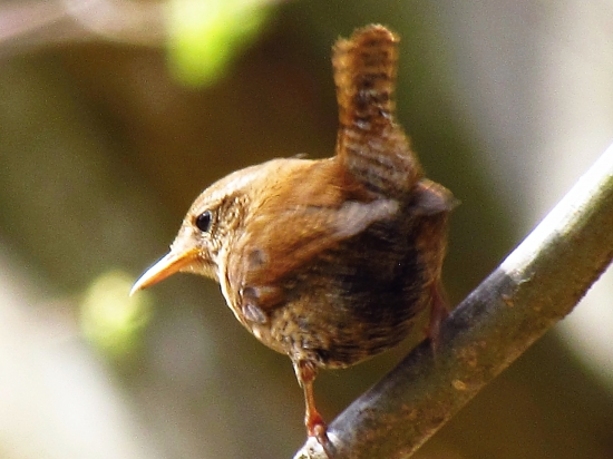 Môj obľúbený - oriešok hnedý (obyčajný)