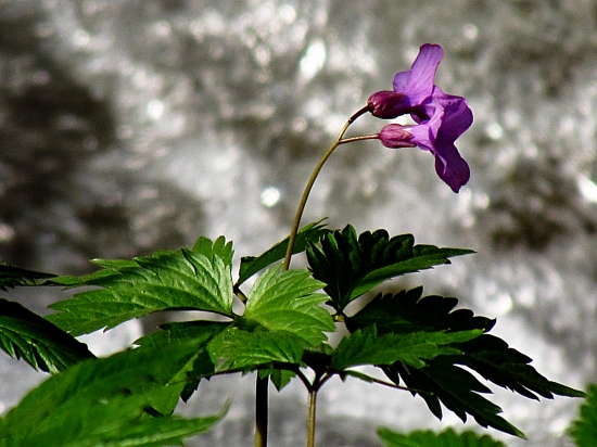 Zubačka žliazkatá