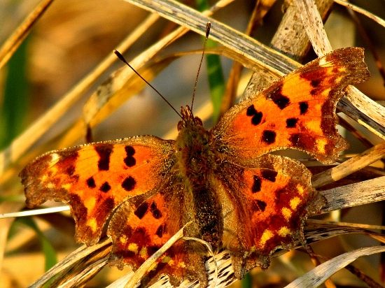 Babôčka zubatokrídla