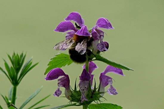 Ponorený do nektáru...