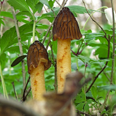 Súrodenci