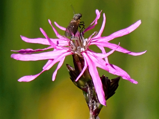 Chrobáčik na Kukučke (lúčnej)