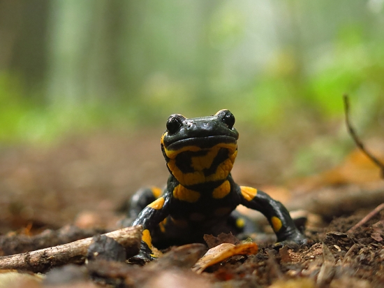 Salamandra škvrnitá