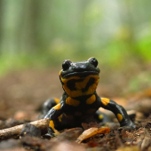 Salamandra škvrnitá