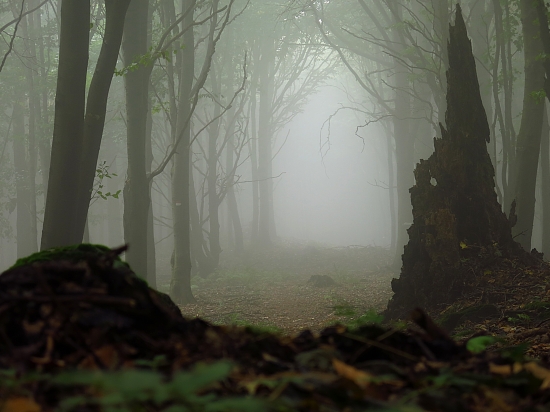 Chodníkom do pralesa