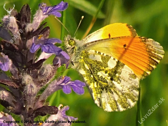 Motýľ leta-mlynárik žeruchový