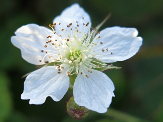 A ja taká čárna...