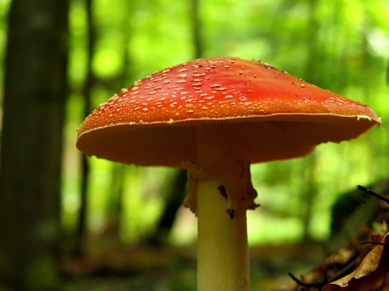 Parádnica Amanita