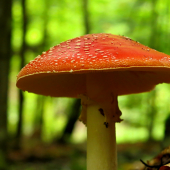 Parádnica Amanita