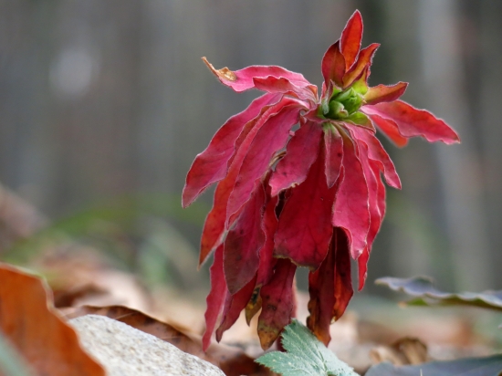 Jesenný kvietok 2...