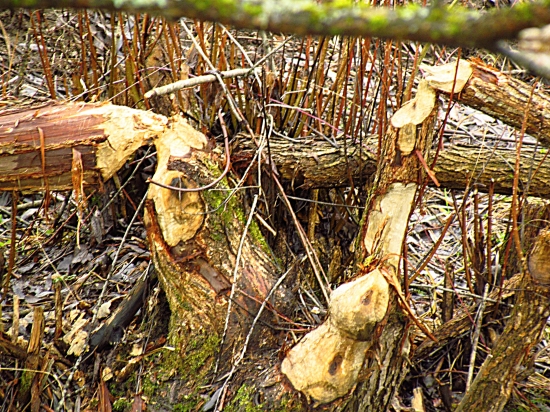 Pozostatky bobrej hostiny