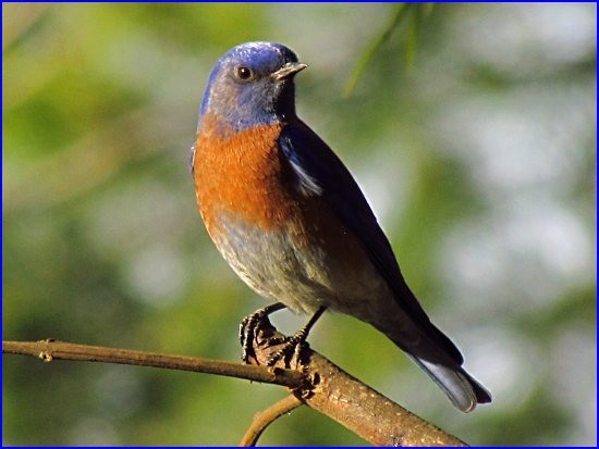 K dnešnému MDV....