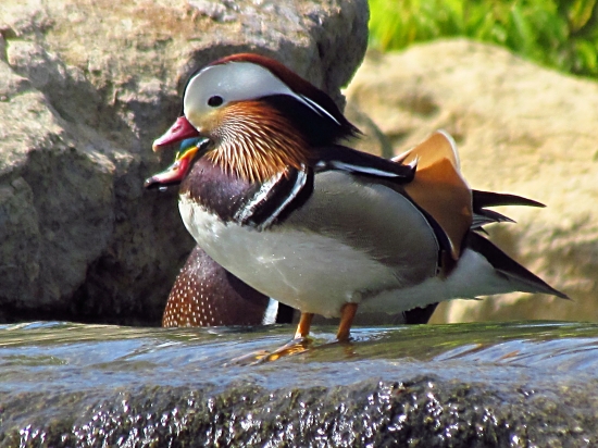 Kačica mandarínska