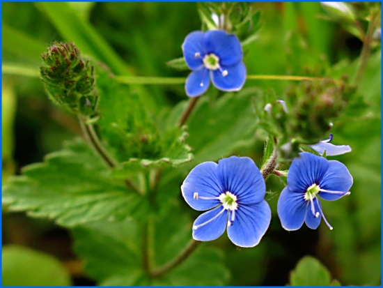 Veronika  obyčajná - Veronica chamaedrys