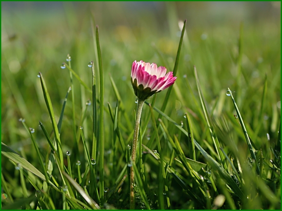 Za rána, za rosy...najlepšie sa fotí