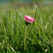 Za rána, za rosy...najlepšie sa fotí