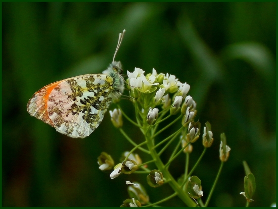 Mlynárik žeruchový