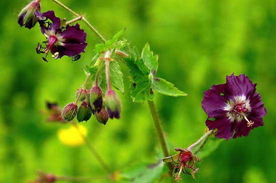 Pakost hnedočervený