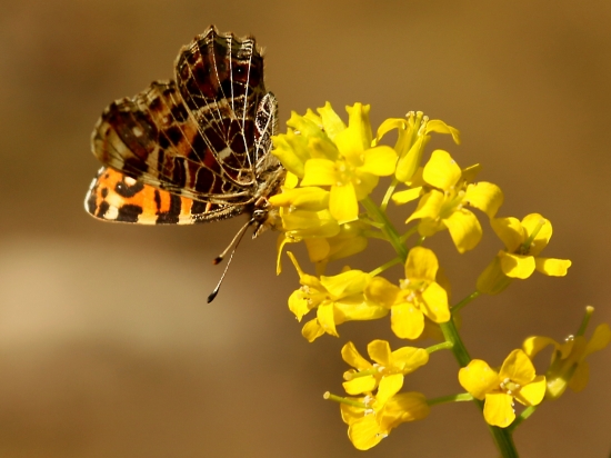 Babôčka sieťkovaná