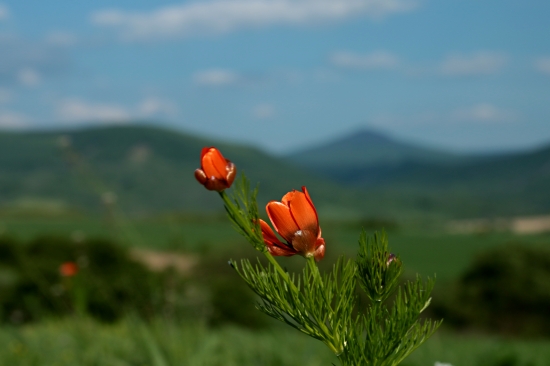 Hlaváčik letný pod Vihorlatom