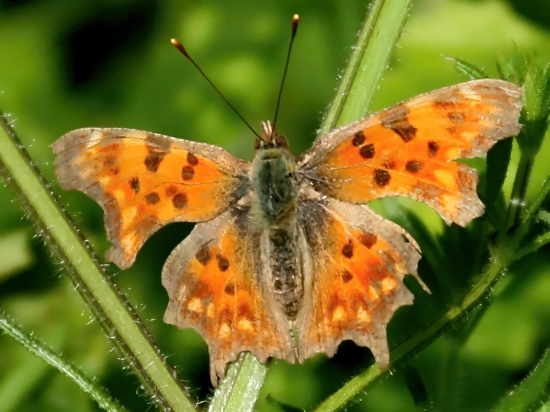 Babôčka zubatokrídla