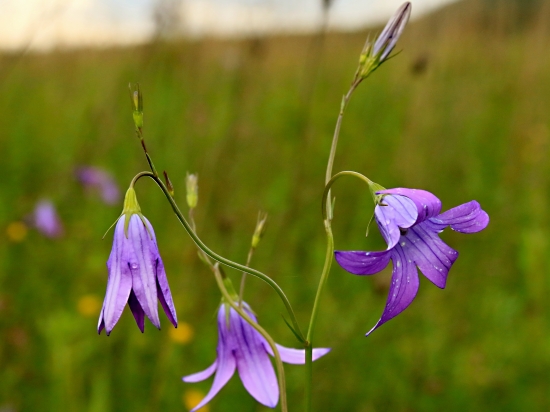 Zvonček konáristý