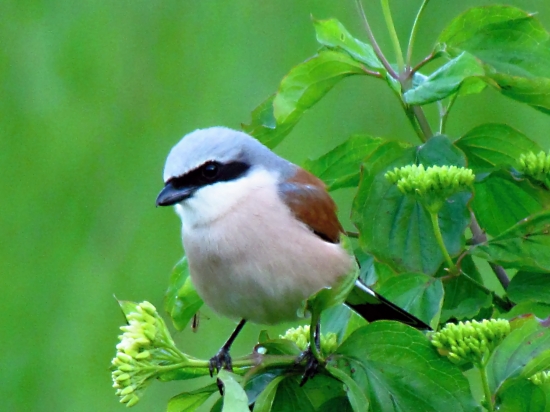 Strakoš červenochrbtý (obyčajný)