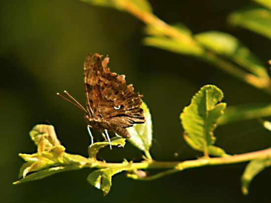 Babôčka zubatokrídla