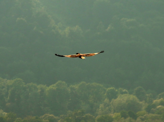 Včelár lesný (Pernis apivorus)