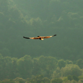 Včelár lesný (Pernis apivorus)