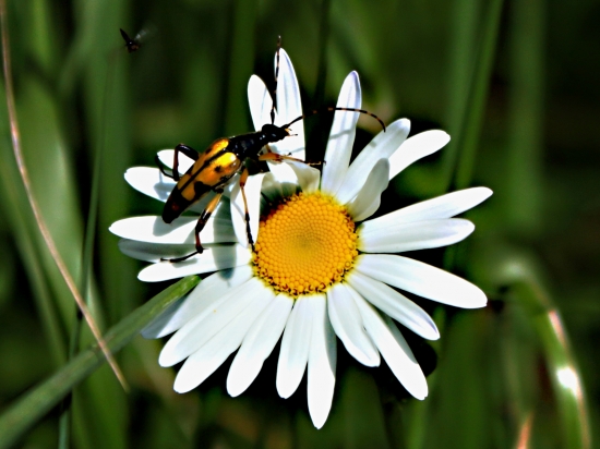 Fúzač rúbaniskový