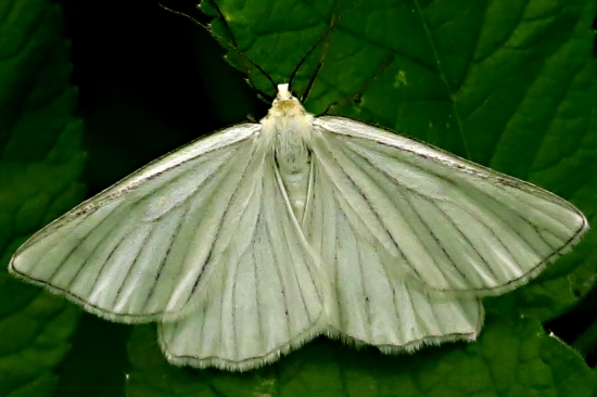 Piadivka žilkovaná