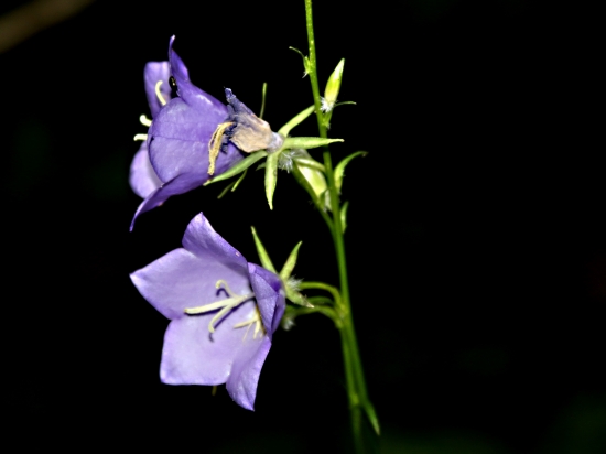 Zvonček okrúhlolistý