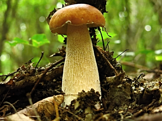 Posledný, ale najkrajší