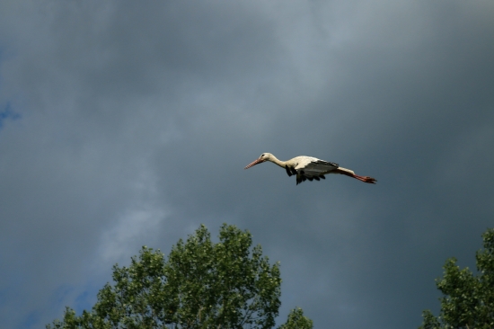 Hlásim- Podvozok zasunutý...