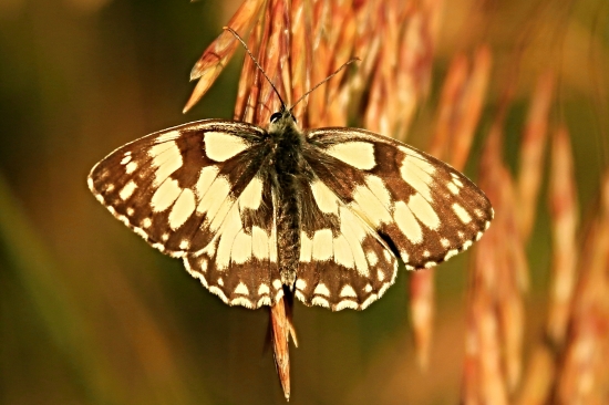 Očkáň timotejkový