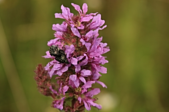 Vrbica vŕbolistá ...aj s prílohou