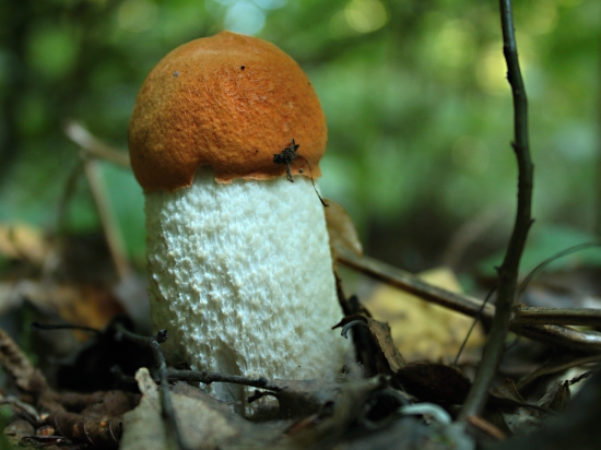 Ďalší z rodinky...