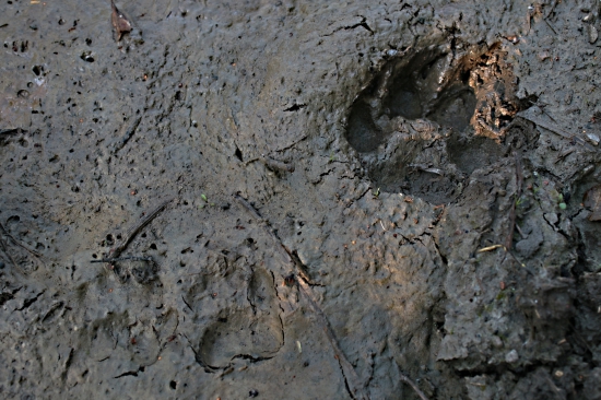 Vlčica s vĺčaťom (asi)