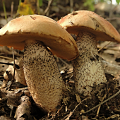 Bliženci