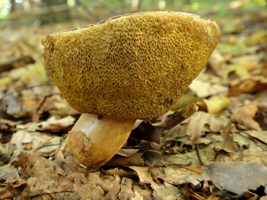 Ako živá špongia.... (suchohríb)