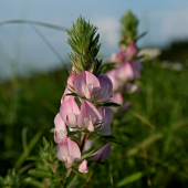 Septembrová (Ihlica trnitá)