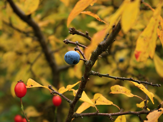 V jesenných farbách