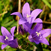 Zvončeky